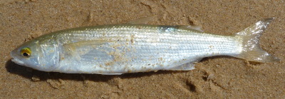 Yellow Eyed Mullet