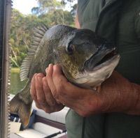 Nice Bream in May at LTB 2017