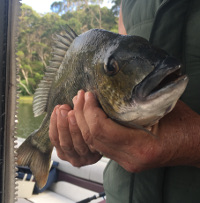 40cm Bream on peeled Prawn at Lake Tyers Beach