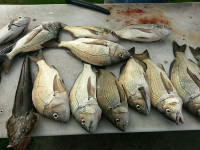 Garry from Bannockburn Angling Club