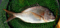 Snapper taken from Lake Tyers Beach