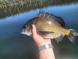 Rob with very healthy Bream at Lake Tyers