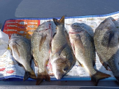 Lake Tyers Beach haul by Matthew, nice work