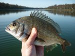 Bream at Lake Tyers