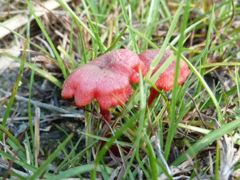 Fungi on Gibbs Road, Petmans Beach