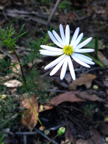 Daisy on Morass Break, Petmans Beach