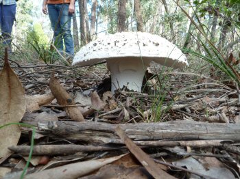 Fungi on Gibbs Road, Petmans Beach