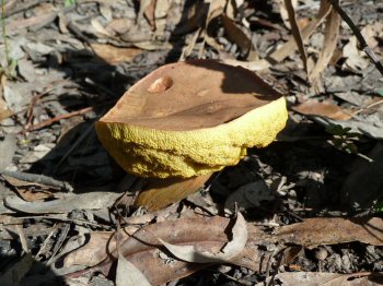 Fungi on Morass Break, Petmans Beach