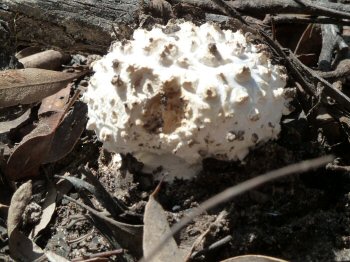 Fungi on Morass Break, Petmans Beach
