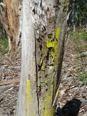 Slime Mould on Morass Break, Petmans Beach