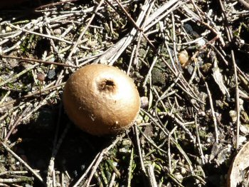 Fungi on Morass Break, Petmans Beach