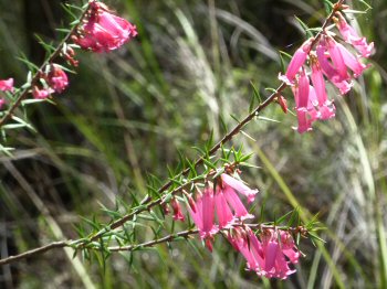 Pink Heath on Morass Break, Petmans Beach