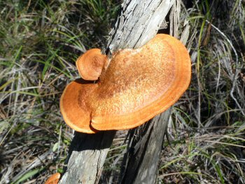 Fungi on  Petmans Beach Road