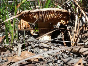 Fungi on Morass Break, Petmans Beach